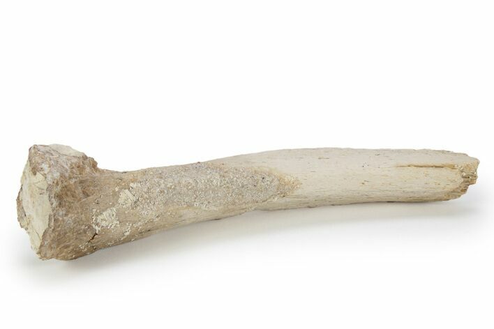 Fossil Plesiosaur Rib Section - Asfla, Morocco #240978